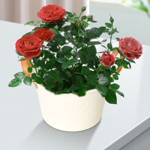 t[oPcv^[ Aؔ _Ƃ̌փ|[` oRj[p