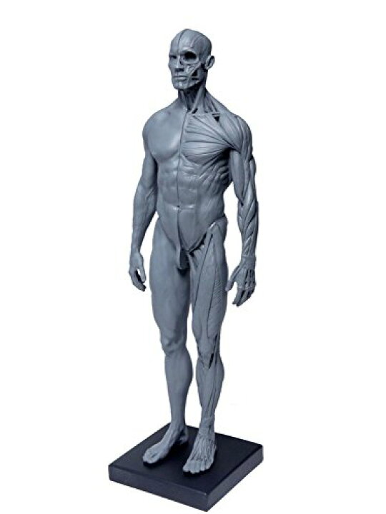 楽天市場】【Abz Company】人体 筋肉 模型 30cm 人体模型 医学 解剖  
