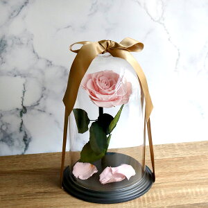 y̓zufXeBj[[YvtF~jsN vU[uht[@i@^@͂Ȃԁ@LO@a@@v|[Y@蕨@v[g@ԁ@Mtg@bZ[W