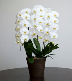 胡蝶蘭3本立（白21〜29輪）