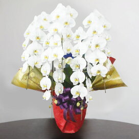 楽天市場 胡蝶蘭 坪井花苑shop 楽天市場 胡蝶蘭 坪井花苑shop