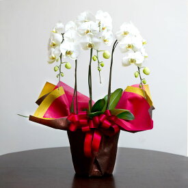 胡蝶蘭（白）3本立ち