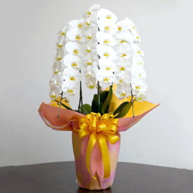 胡蝶蘭3本立（白30〜38輪）