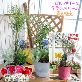 楽天市場 ミズゴケの通販