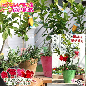 楽天市場 鉢花 種類 植物 レモン 花 観葉植物 花 ガーデン Diy の通販
