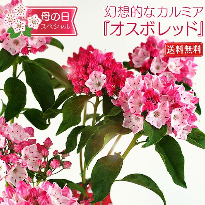 楽天市場 母の日のプレゼントカルミア オスボレッド 5号鉢 送料無料 花と緑の専門店 土っ子倶楽部