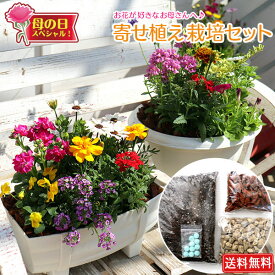 楽天市場 マリーゴールド 苗 花 観葉植物 花 ガーデン Diy の通販