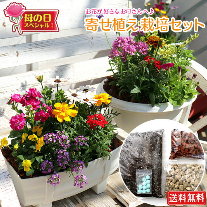 楽天市場 母の日のプレゼント 寄せ植え 栽培セット 送料無料 選べる鉢型 花と緑の専門店 土っ子倶楽部