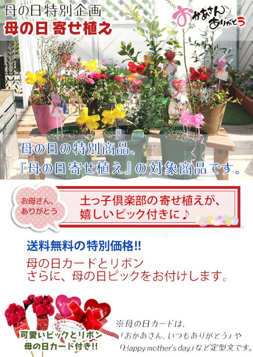 楽天市場】【母の日寄せ植え】ビルベリーとクランベリーの寄せ植え ( アートストーン22cm鉢植え )【 送料無料 】 : 花と緑の専門店 土っ子倶楽部 楽天市場】【母の日寄せ植え】ビルベリーとクランベリーの寄せ植え ( アートストーン22cm鉢植え )【 送料無料 】 : 花と緑の専門店 土っ子倶楽部