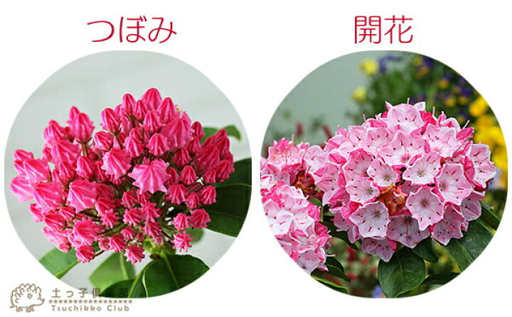 楽天市場 カルミア オスボレッド 15cm鉢植え 花芽付き 花と緑の専門店 土っ子倶楽部