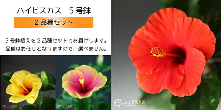 ハイビスカス苗 肥後錦 ひごにしき とスィートピンクの大輪2鉢セット ５号鉢植え 送料無料 新品
