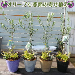 すべての美しい花の画像 驚くばかりオリーブ 寄せ植え 相性