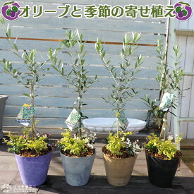 オリーブと季節の寄せ植え（ アートストーン22cm鉢植え ）