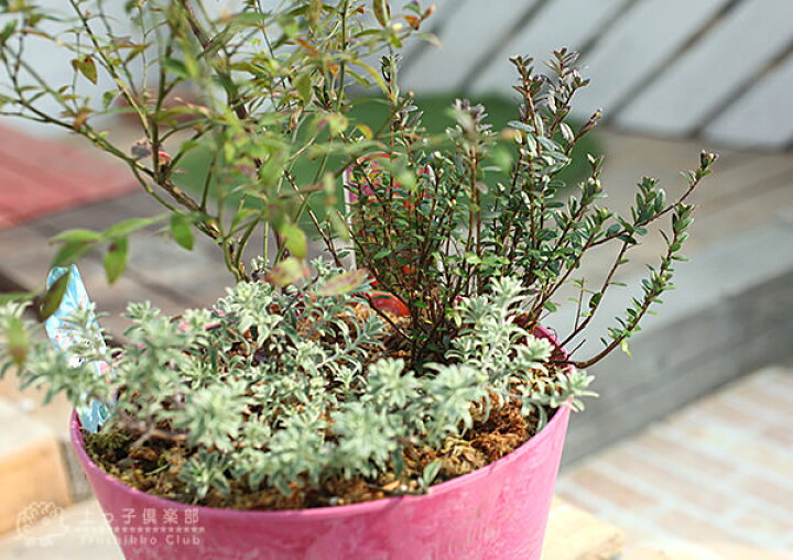 楽天市場】ビルベリーとクランベリーの寄せ植え ( アートストーン22cm鉢植え ) : 花と緑の専門店 土っ子倶楽部 楽天市場】ビルベリーとクランベリーの寄せ植え ( アートストーン22cm鉢植え ) : 花と緑の専門店 土っ子倶楽部