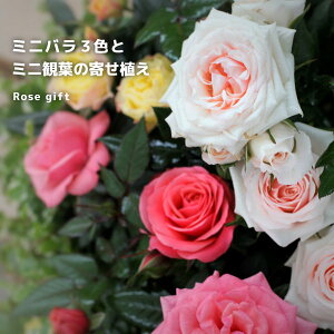 ~jo3Fƃ~jϗt̊񂹐A i A[gXg[22cmA j񂹐A Mtg v[g o KN yqy
