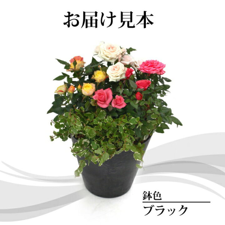 楽天市場 ミニバラ３色とミニ観葉の寄せ植え アートストーン22cm鉢植え 花と緑の専門店 土っ子倶楽部