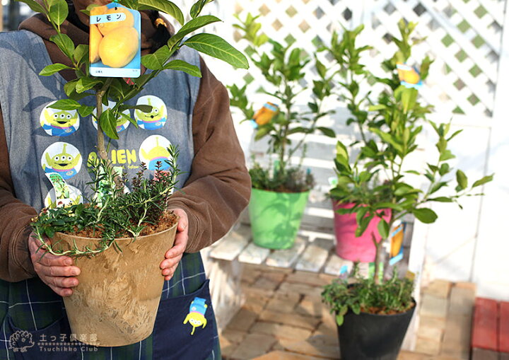 最大74%オフ! オリーブと季節の寄せ植え アートストーン22cm鉢植え 最大74%オフ! オリーブと季節の寄せ植え アートストーン22cm鉢植え
