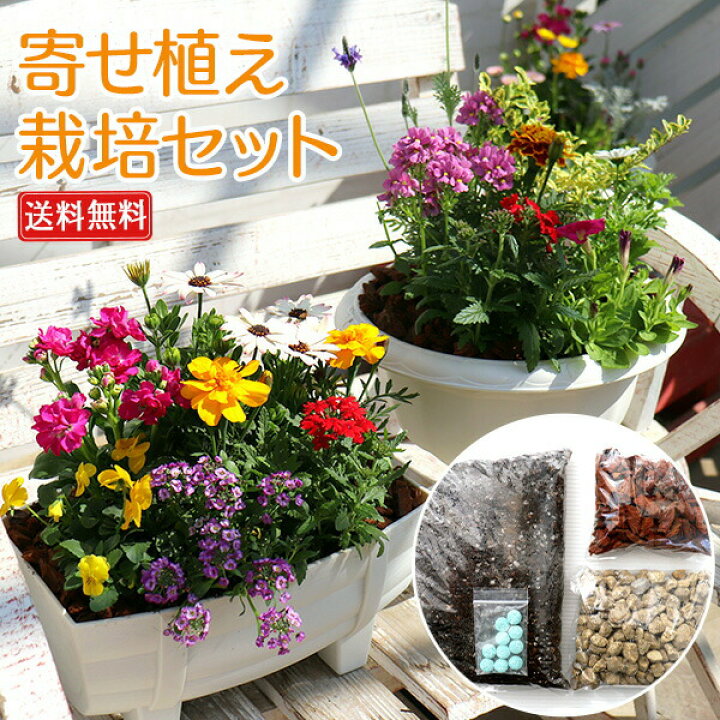 最大74%オフ! オリーブと季節の寄せ植え アートストーン22cm鉢植え 最大74%オフ! オリーブと季節の寄せ植え アートストーン22cm鉢植え