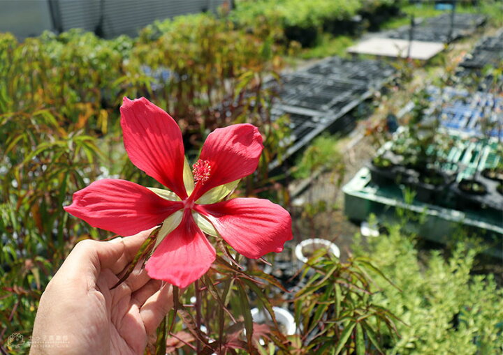 楽天市場 モミジアオイ 紅葉葵 15cmポット苗 花と緑の専門店 土っ子倶楽部