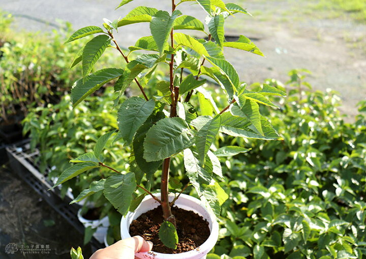 楽天市場 1本でなる 暖地さくらんぼ 5号鉢植え 今期収穫ok 花と緑の専門店 土っ子倶楽部
