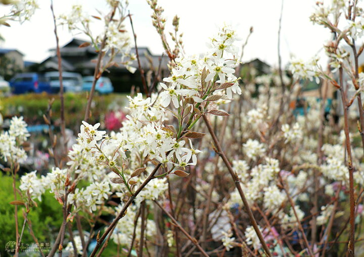 楽天市場 ジューンベリー 西洋ザイフリボク 21cmポット 株立ち大苗 花と緑の専門店 土っ子倶楽部
