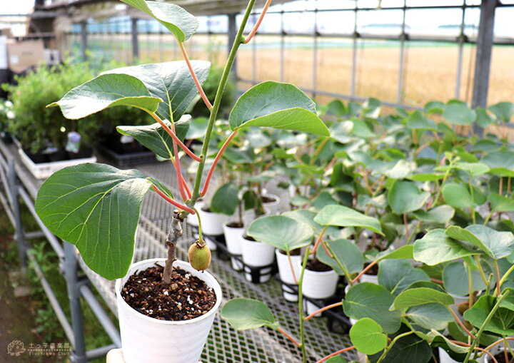 楽天市場 実付き キウイフルーツ ゴールデンキング 4号鉢 オス木付き 実付き1個なり 花と緑の専門店 土っ子倶楽部