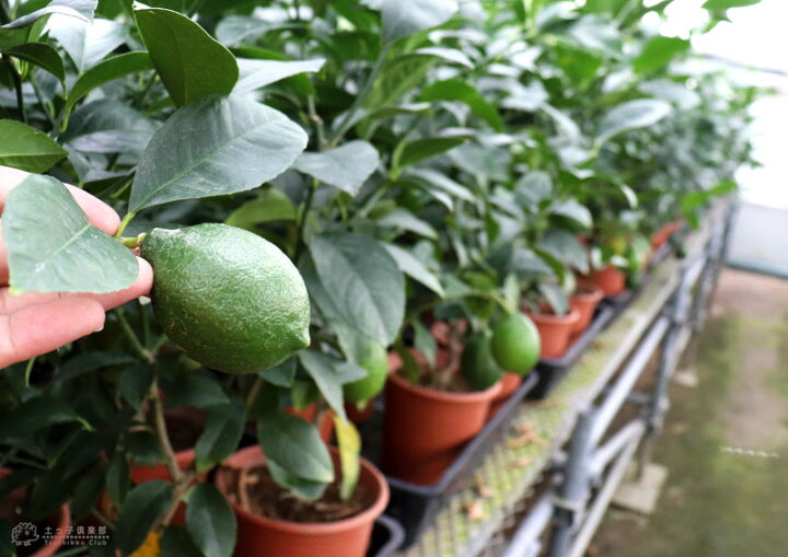 ついに再販開始 レモン グランドレモン 2年生 接ぎ木苗 6号鉢植え 2個セット 送料無料 ついに再販開始 レモン グランドレモン 2年生 接ぎ木苗 6号鉢植え 2個セット 送料無料