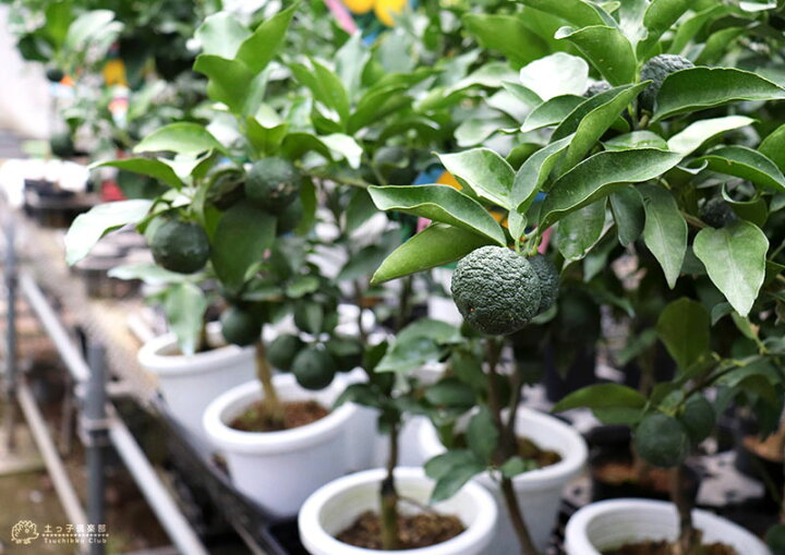 楽天市場 実付き 一才ゆず 花柚子 ユズ 接ぎ木苗 6号鉢植え 花と緑の専門店 土っ子倶楽部