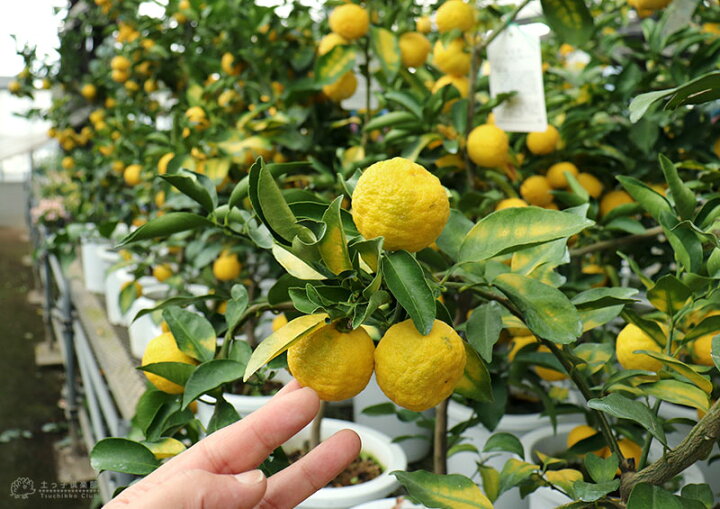 楽天市場 実付き 一才ゆず 花柚子 ユズ 接ぎ木大苗 8号鉢植え 送料無料 花と緑の専門店 土っ子倶楽部