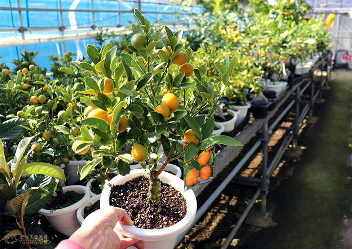 楽天市場 実付き まるまる金柑 キンカン 接ぎ木苗 6号鉢植え 花と緑の専門店 土っ子倶楽部