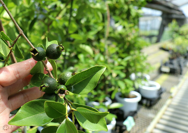楽天市場 グアバ イエローストロベリーグァバ 18cmポット苗 キミノバンジロウ 花と緑の専門店 土っ子倶楽部