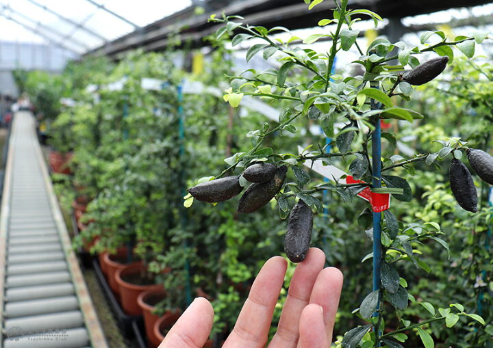 楽天市場】フィンガーライム 2年生 接ぎ木 6号鉢植え【 送料無料 