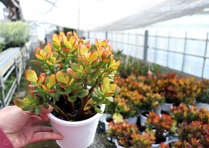 楽天市場 多肉植物 黄金姫花月 4号鉢植え 花と緑の専門店 土っ子倶楽部