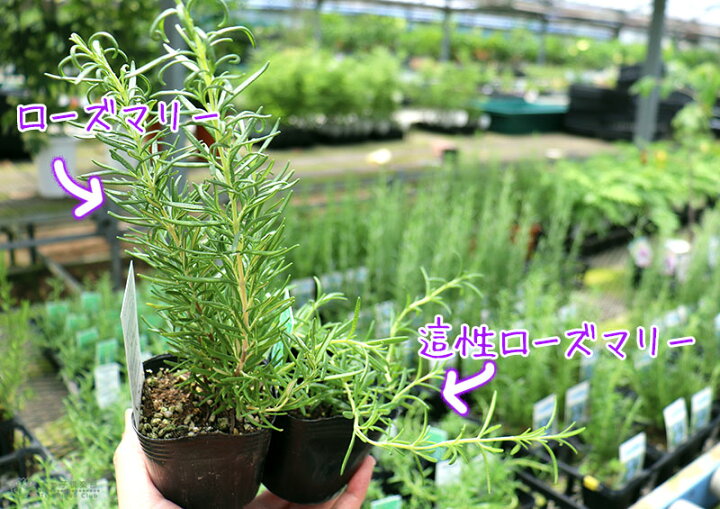 楽天市場 ローズマリー 9cmポット苗 花と緑の専門店 土っ子倶楽部