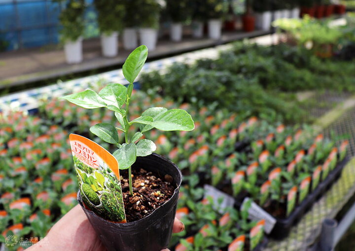 卸売り 7号鉢 月曜特価 こぶみかんの葉 苗木 苗 コブミカン カフィアライム 植物 卸売り 7号鉢 月曜特価 こぶみかんの葉 苗木 苗 コブミカン カフィアライム 植物