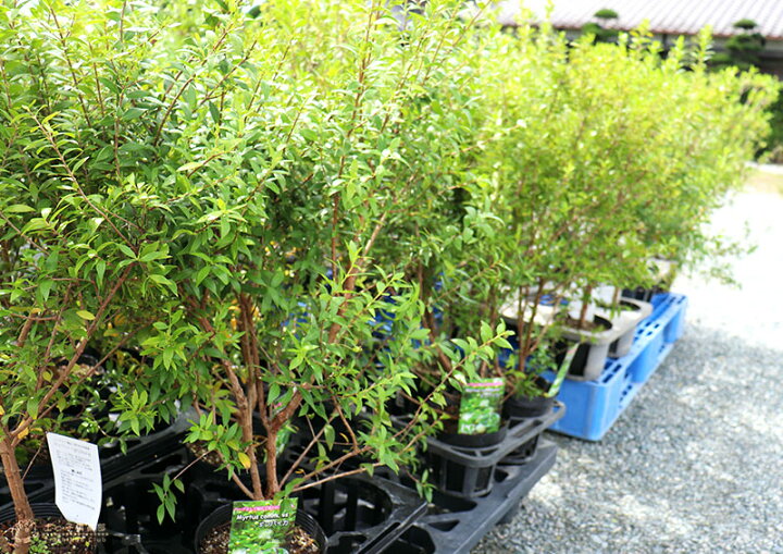 市場 花木 庭木の苗 ギンバイカ 銀梅花 マートル