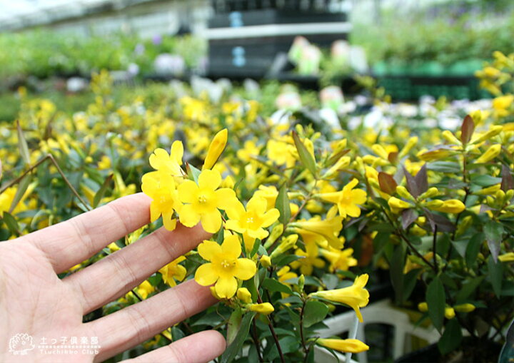 楽天市場 カロライナジャスミン 10 5cmポット苗 花と緑の専門店 土っ子倶楽部