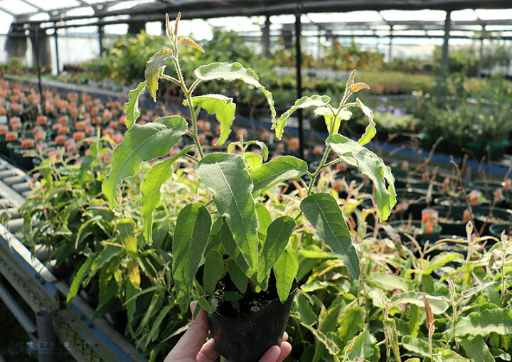 楽天市場 ユーカリの木 レモンユーカリ 10 5cmポット苗 花と緑の専門店 土っ子倶楽部