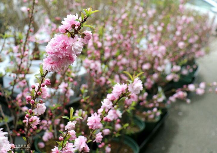 楽天市場 楽天スーパーsale 特価 花芽付き 庭桜 ニワザクラ ピンク 八重咲き 6号鉢植え 花と緑の専門店 土っ子倶楽部