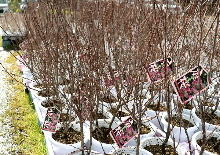 楽天市場 庭桜 ニワザクラ ピンク 八重咲き 6号鉢植え 花と緑の専門店 土っ子倶楽部