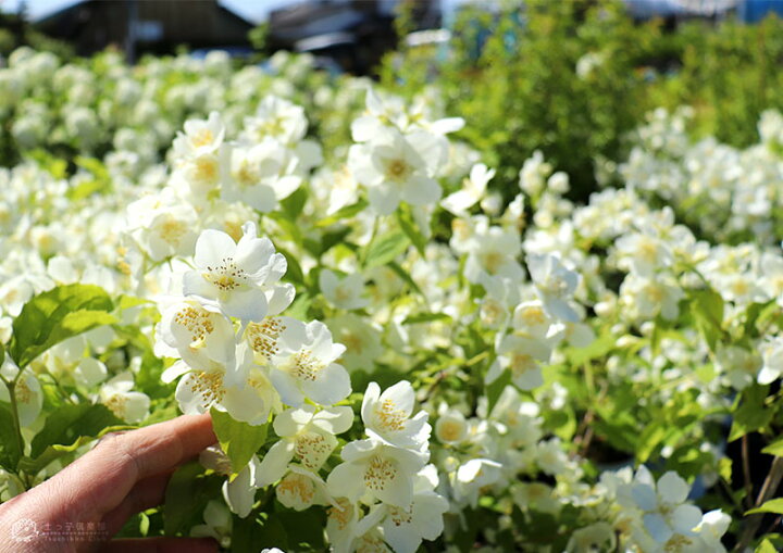 楽天市場 梅花ウツギ 香りバイカウツギ 5号鉢植え 花と緑の専門店 土っ子倶楽部