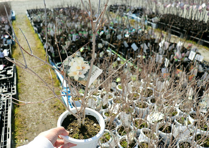 楽天市場 梅花ウツギ 香りバイカウツギ 5号鉢植え 花と緑の専門店 土っ子倶楽部