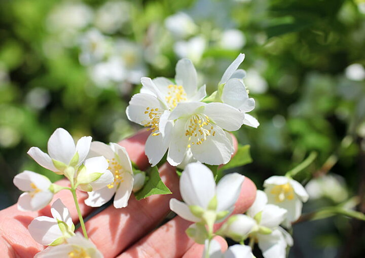 楽天市場 梅花ウツギ 香りバイカウツギ 5号鉢植え 花と緑の専門店 土っ子倶楽部