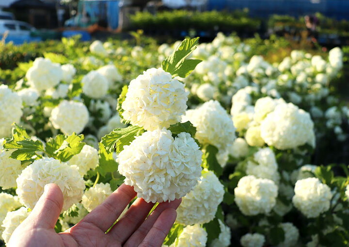楽天市場 ビバーナム スノーボール 5号鉢植え 花と緑の専門店 土っ子倶楽部 楽天市場 ビバーナム スノーボール 5号鉢植え 花と緑の専門店 土っ子倶楽部