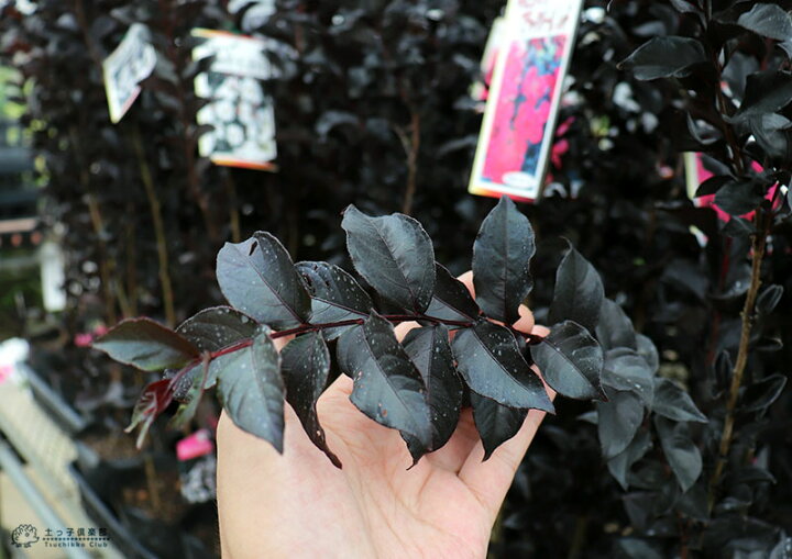 楽天市場 黒葉サルスベリ ブラックパール 6号スリット鉢植え 選べる花色 花と緑の専門店 土っ子倶楽部 楽天市場 黒葉サルスベリ ブラックパール 6号スリット鉢植え 選べる花色 花と緑の専門店 土っ子倶楽部