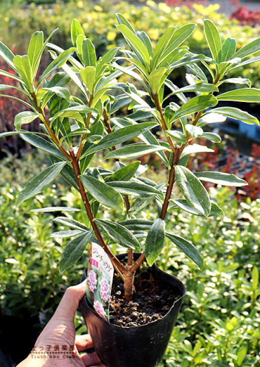 楽天市場 沈丁花 ジンチョウゲ 赤花 15cmポット苗 花と緑の専門店 土っ子倶楽部