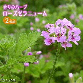 楽天市場 ゼラニウム 苗物 ガーデニング 農業 花 ガーデン Diyの通販