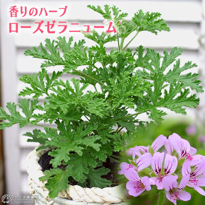 楽天市場 ローズゼラニューム ハーブゼラニウム 4号鉢植え 花と緑の専門店 土っ子倶楽部