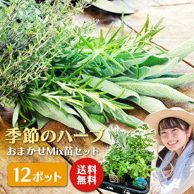 くらしを豊かに！ 季節の ハーブ おまかせ 12ポット Mix 苗 セット【 送料無料 】 ハーブ苗 キッチンハーブ 虫よけ 花壇 庭 ポタジェ 鉢 ガーデニング 土っ子倶楽部