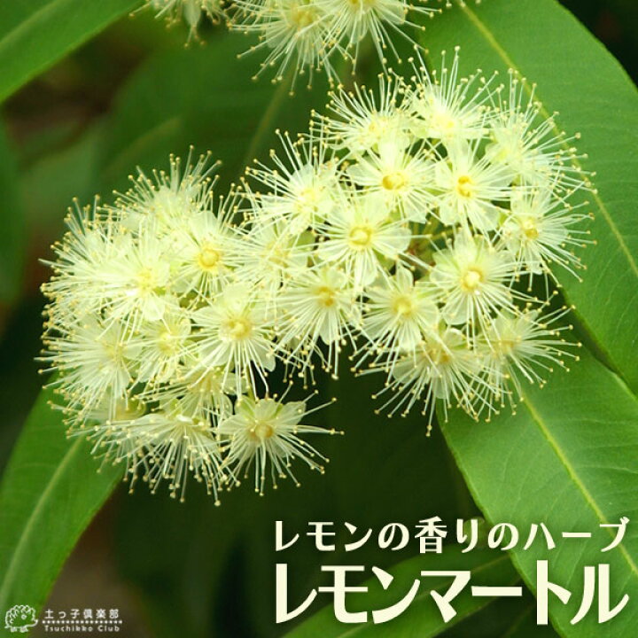楽天市場 レモンの香りの レモンマートル 10 5cmポット苗 花と緑の専門店 土っ子倶楽部